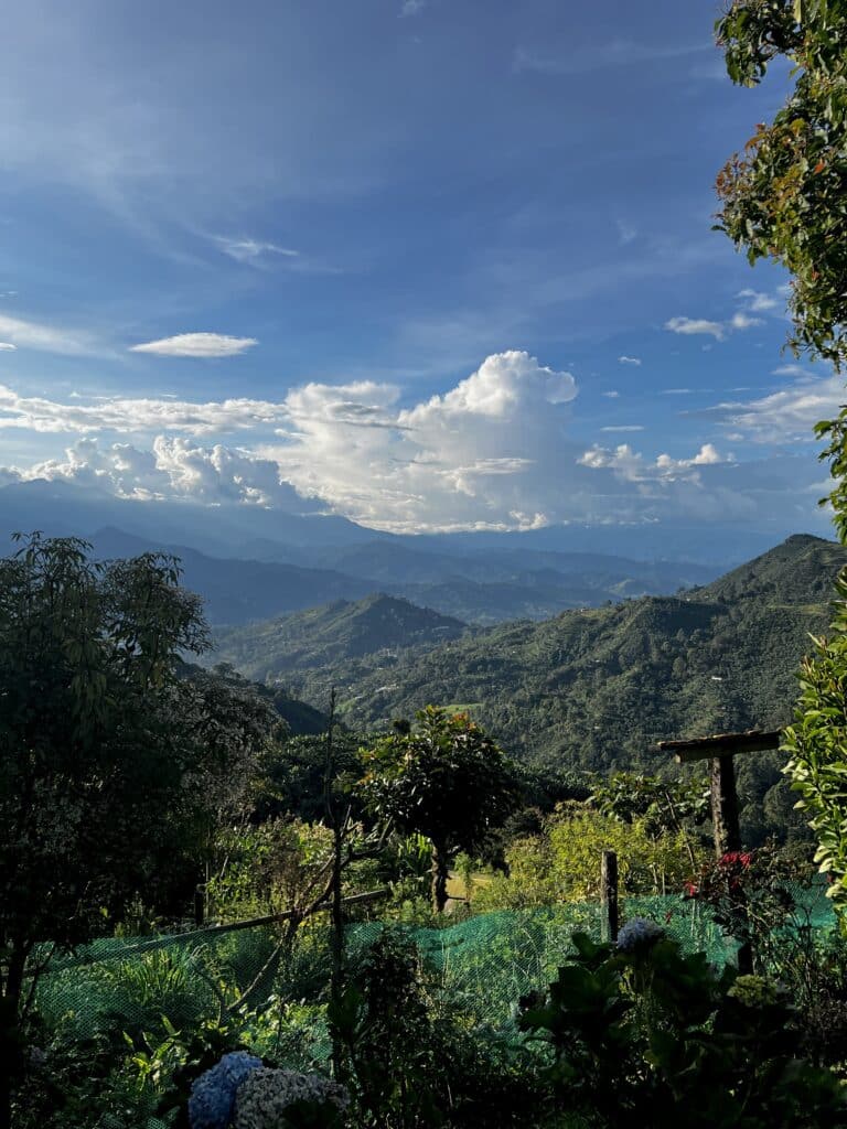 Scenic view of a coffee farm in Jardín, Colombia, with rows of coffee plants stretching across lush green hills under a clear sky