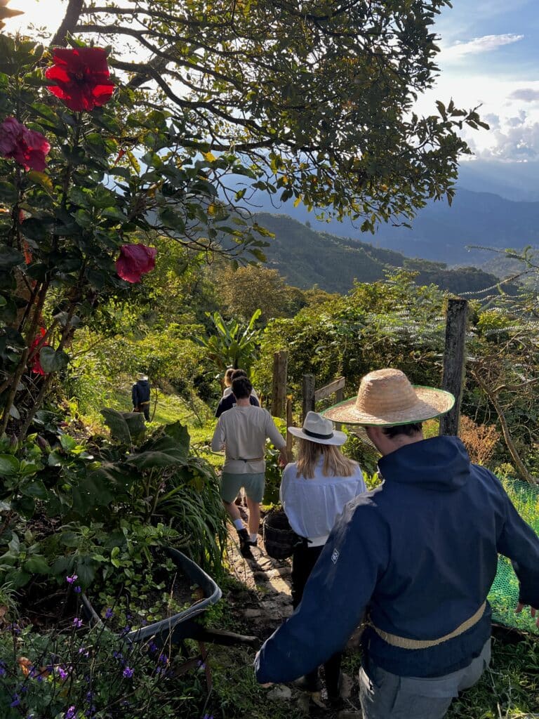 Group of people walking down a hill covered with coffee plants, ready to pick coffee cherries during a guided tour in Jardín, Colombia.