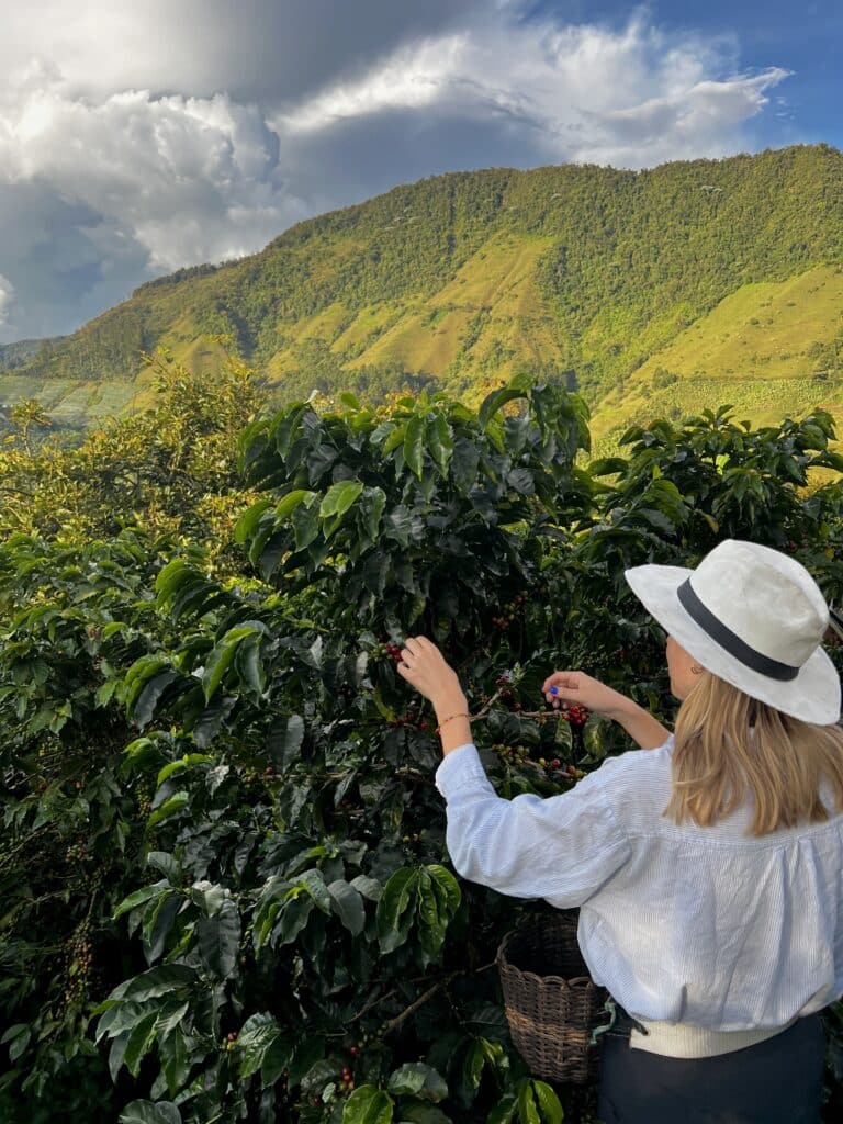 Girl handpicking ripe coffee cherries on a lush coffee farm in Jardín, Colombia, surrounded by green foliage