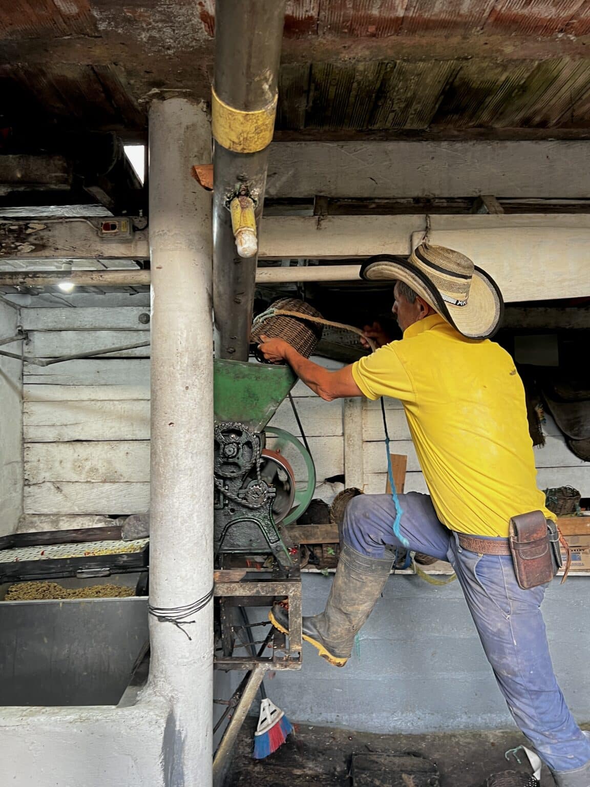 Farmer pouring freshly picked coffee berries into a defruiter machine, starting the process of peeling the fruit and sorting the beans in a canal. jardin coffee tour