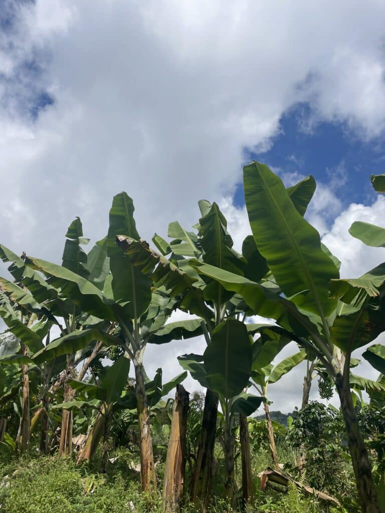 banana field