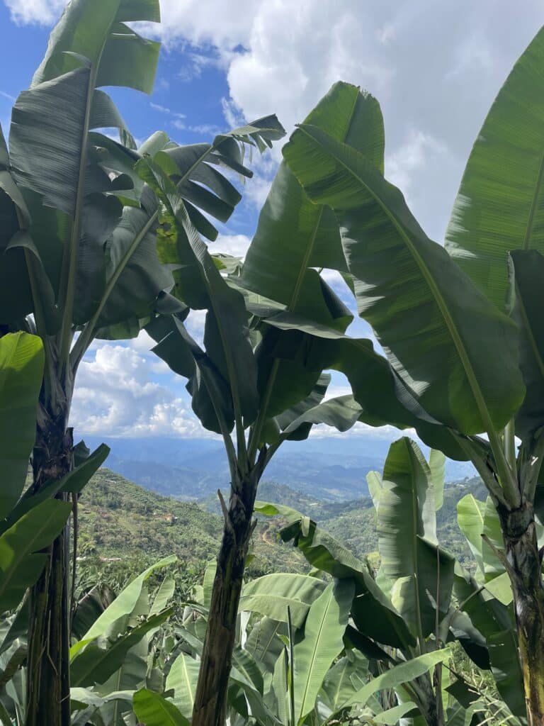 banana plant view